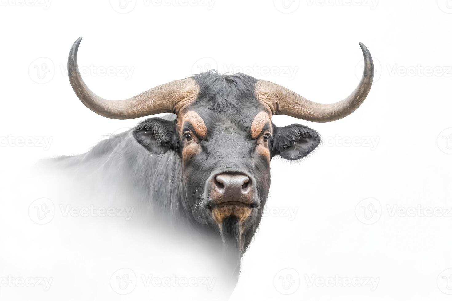 Close-up of a Black Bull with Large Horns photo