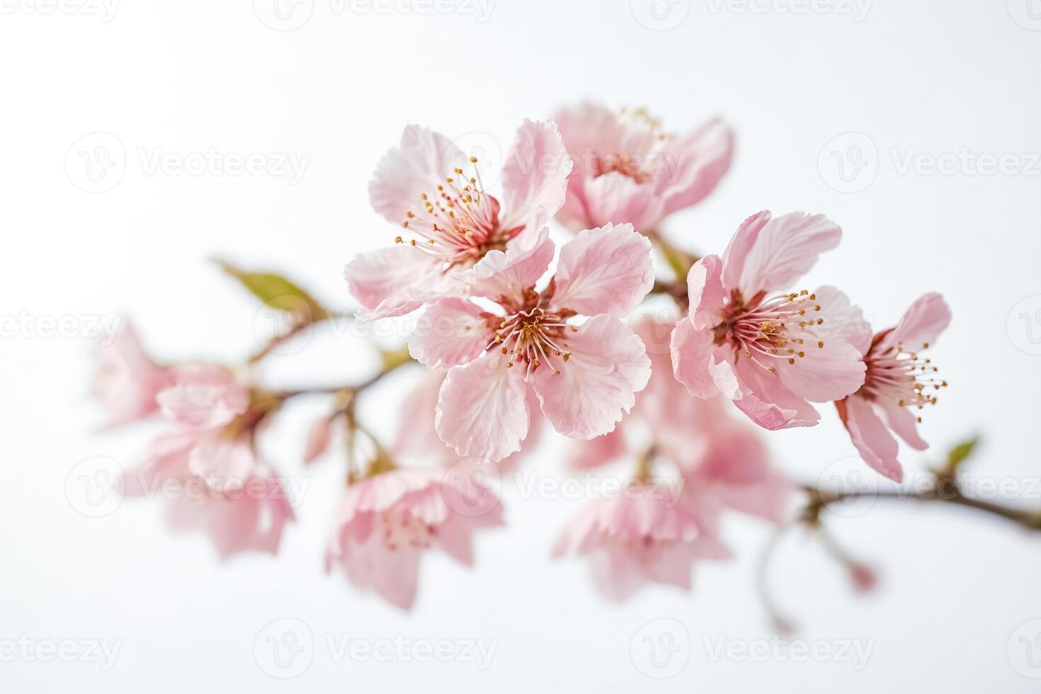 Delicate Pink Cherry Blossoms on a Branch photo