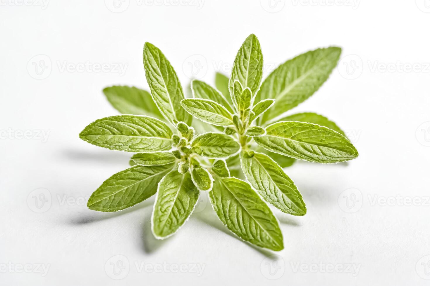 Fresh Mint Leaves on White Background photo