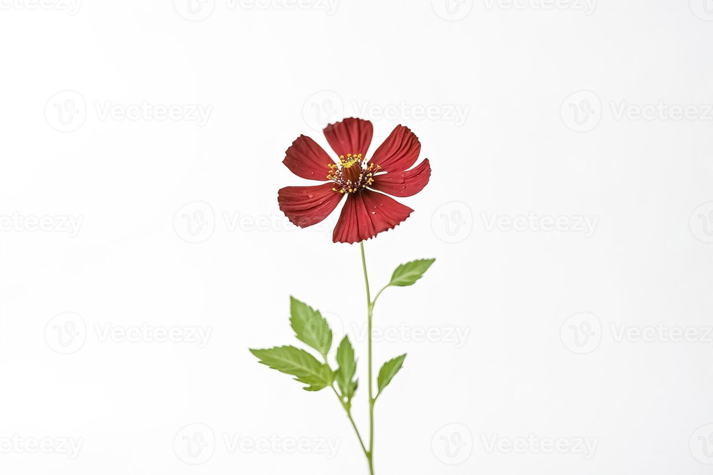Single Red Flower with White Background photo