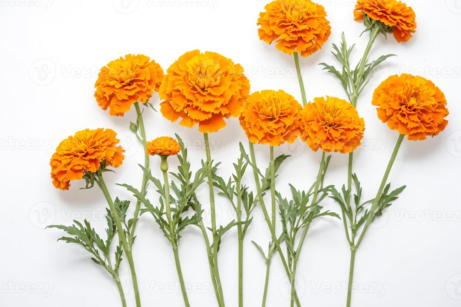 Orange Marigold Flowers on White Background photo