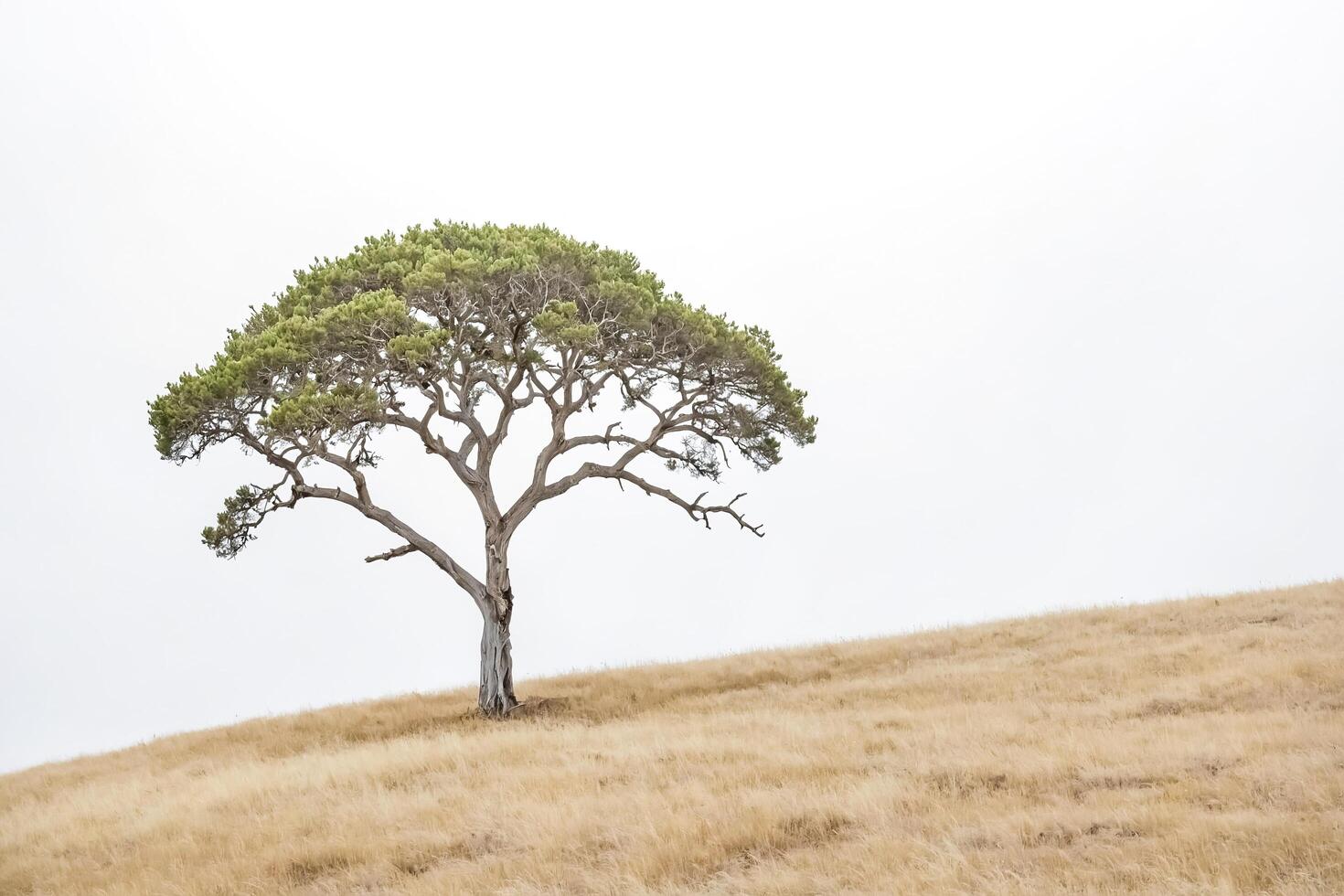 Lone Tree on a Grassy Hill photo