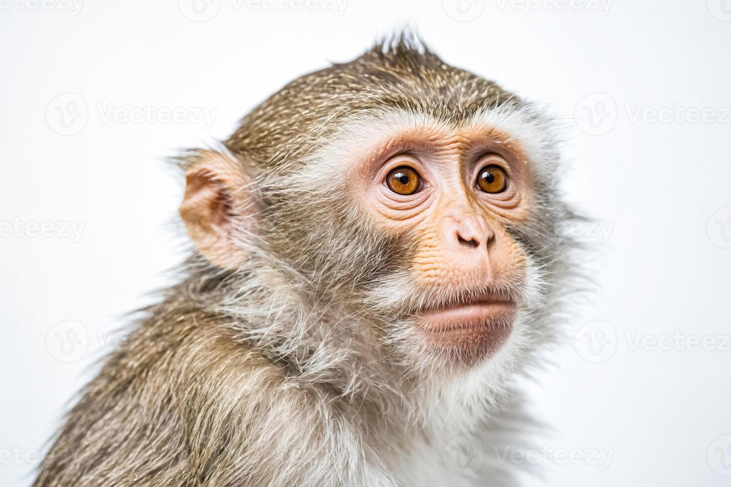 Close-up of a Curious Monkey's Face photo