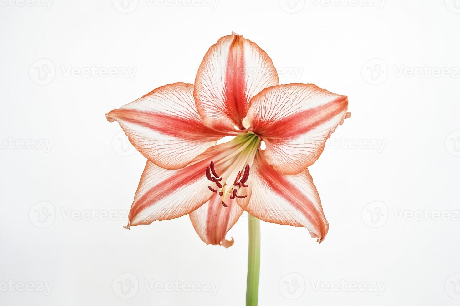 Delicate Pink and White Amaryllis Flower on White Background photo
