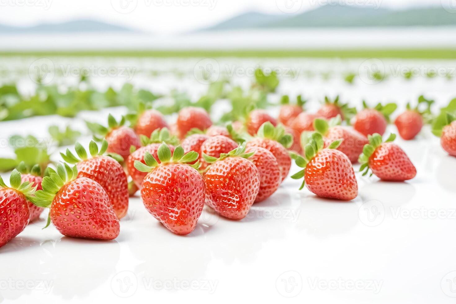 Fresh Ripe Strawberries on White Background photo