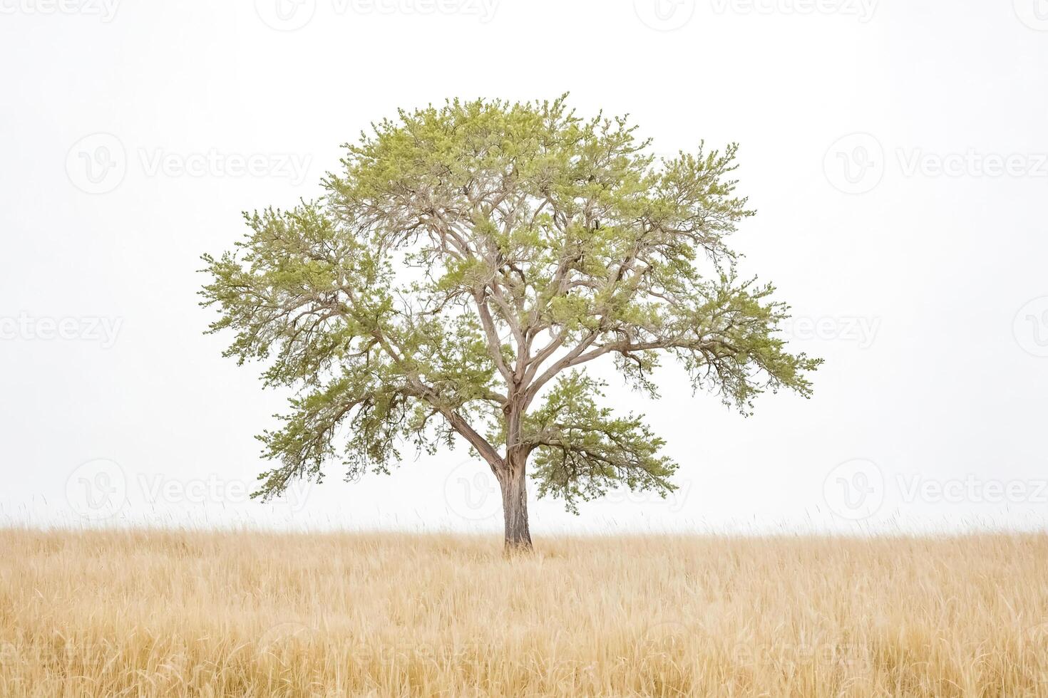 Lone Tree in a Field of Grass photo