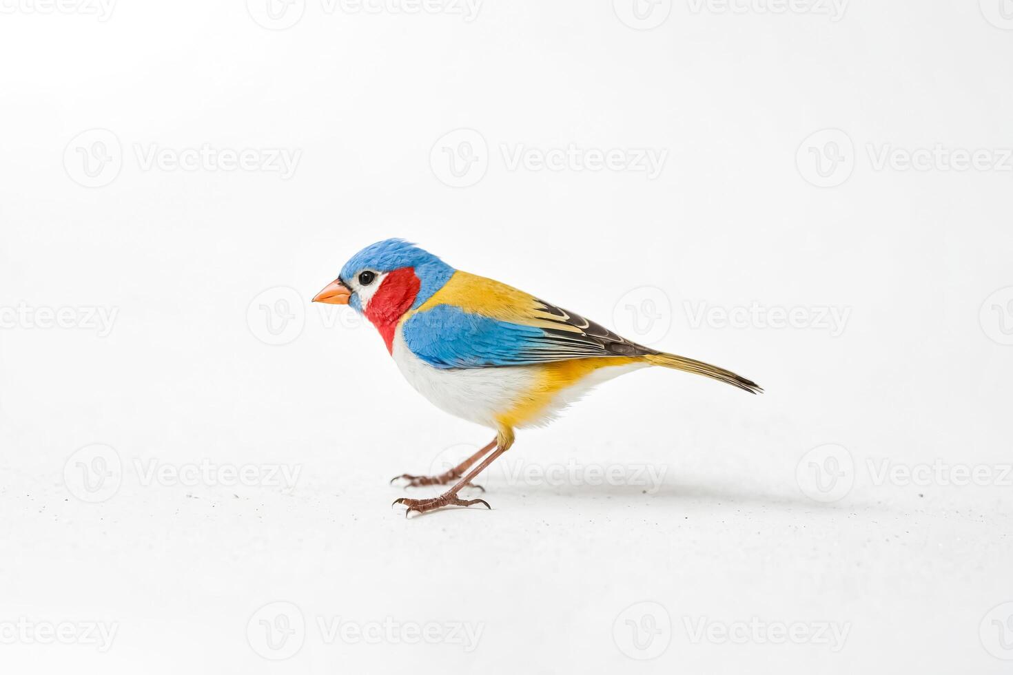 Colorful Finch Bird on White Background photo