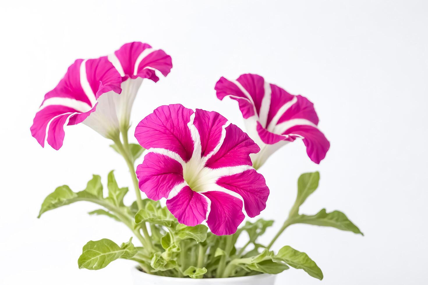 Close Up Pink Flowers On White Background photo