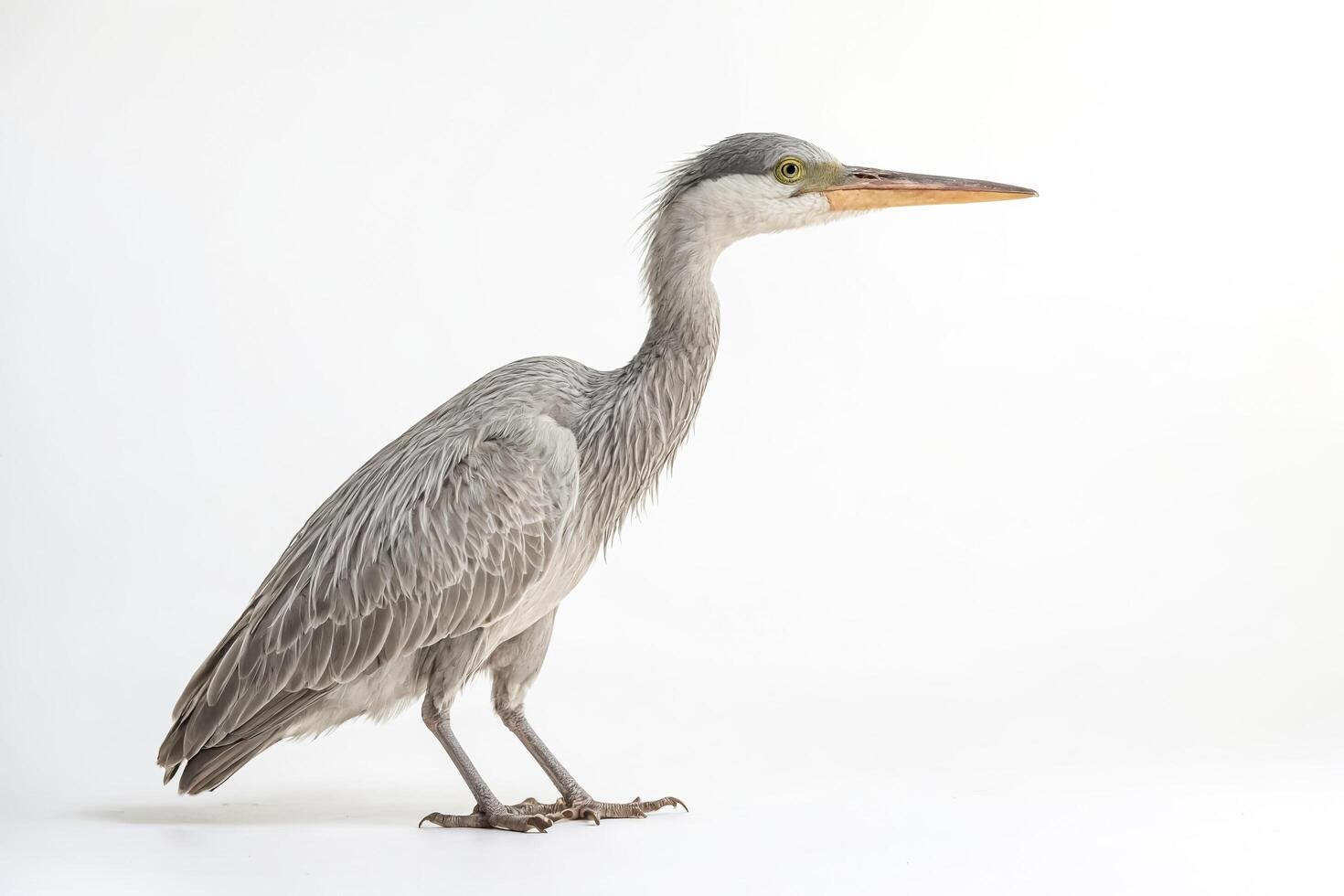 Grey Heron Standing on White Background photo