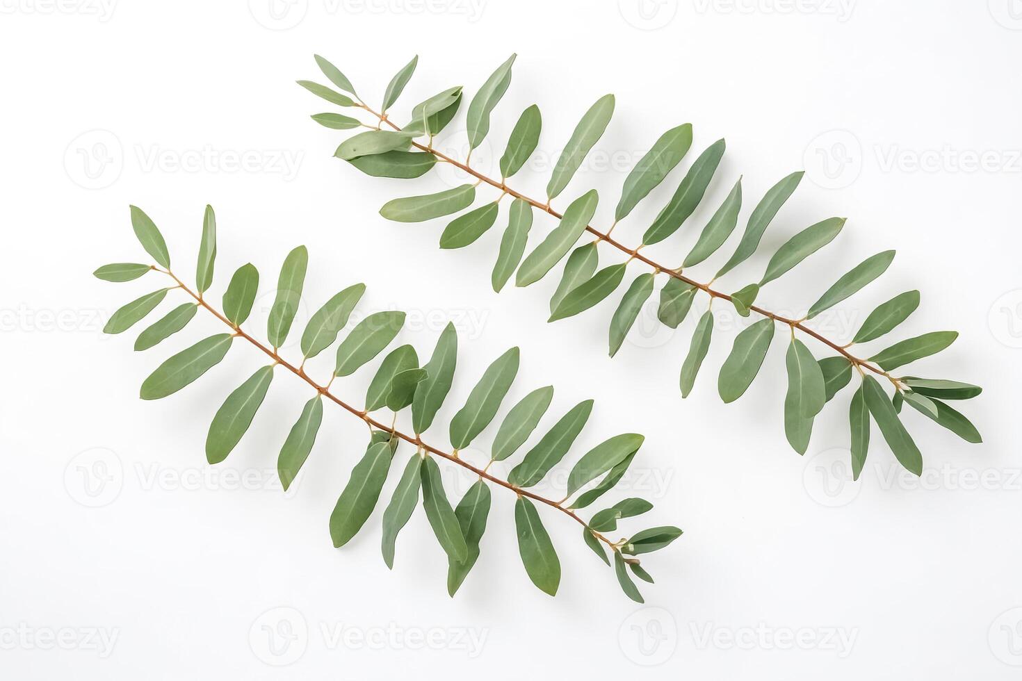 Green leaves on white background photo
