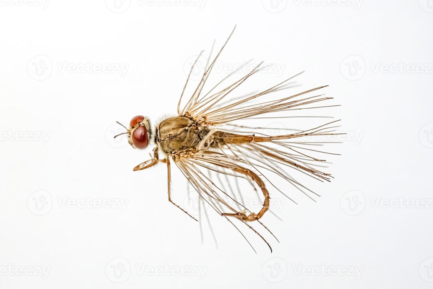 Closeup of a Brown Fly with Spiky Legs and Red Eyes on White Background photo