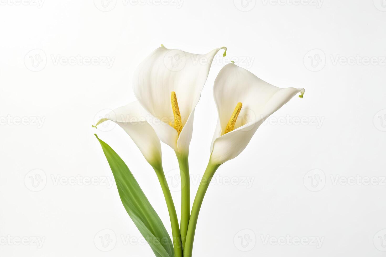 White Calla Lily Flowers on White Background photo