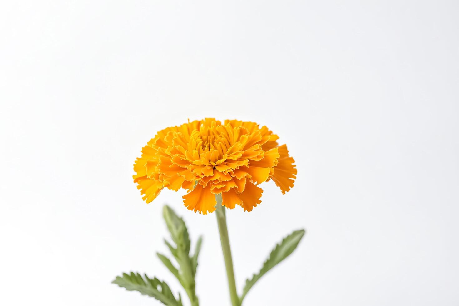 Single Orange Marigold Flower on White Background photo