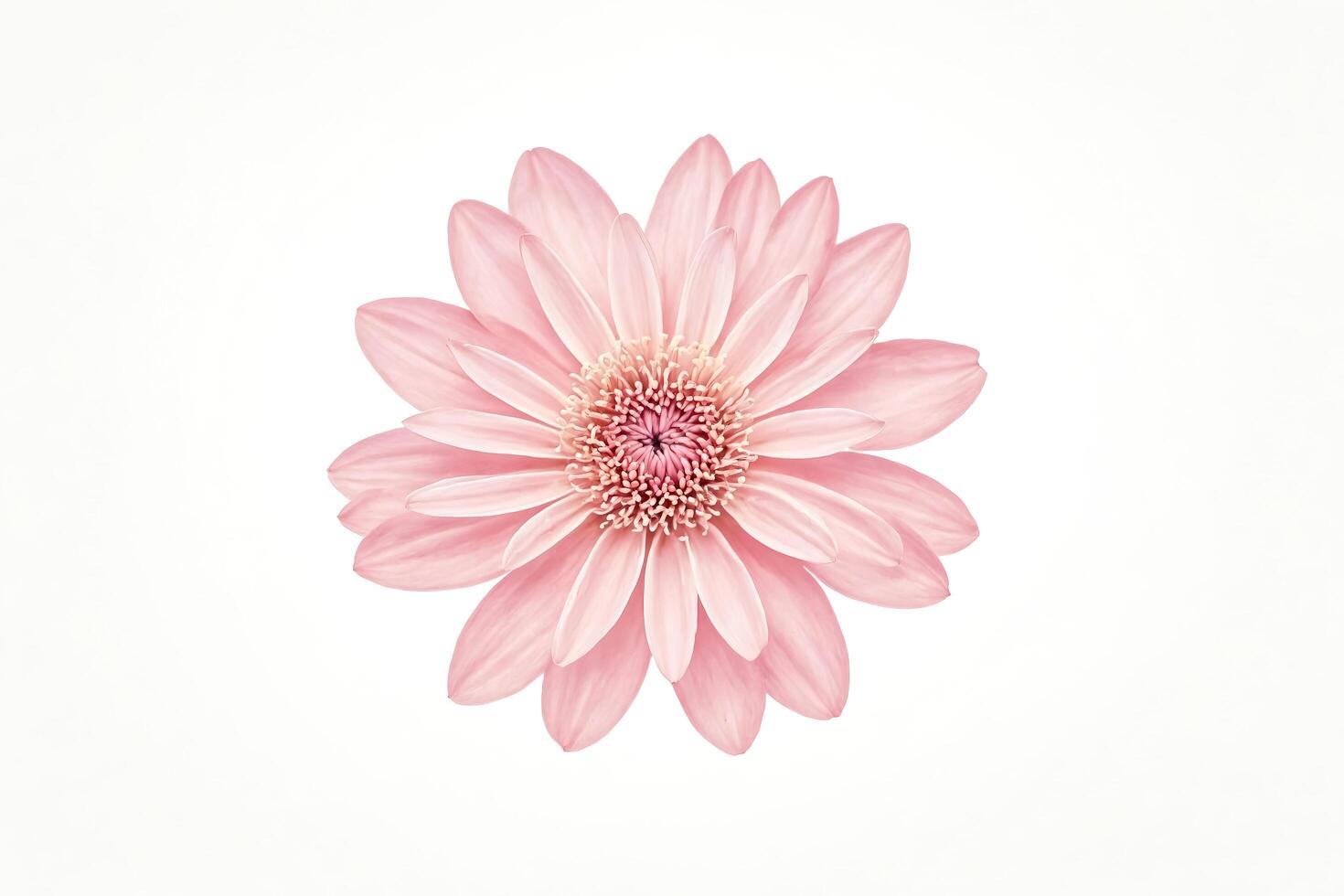 Pink Flower on White Background photo