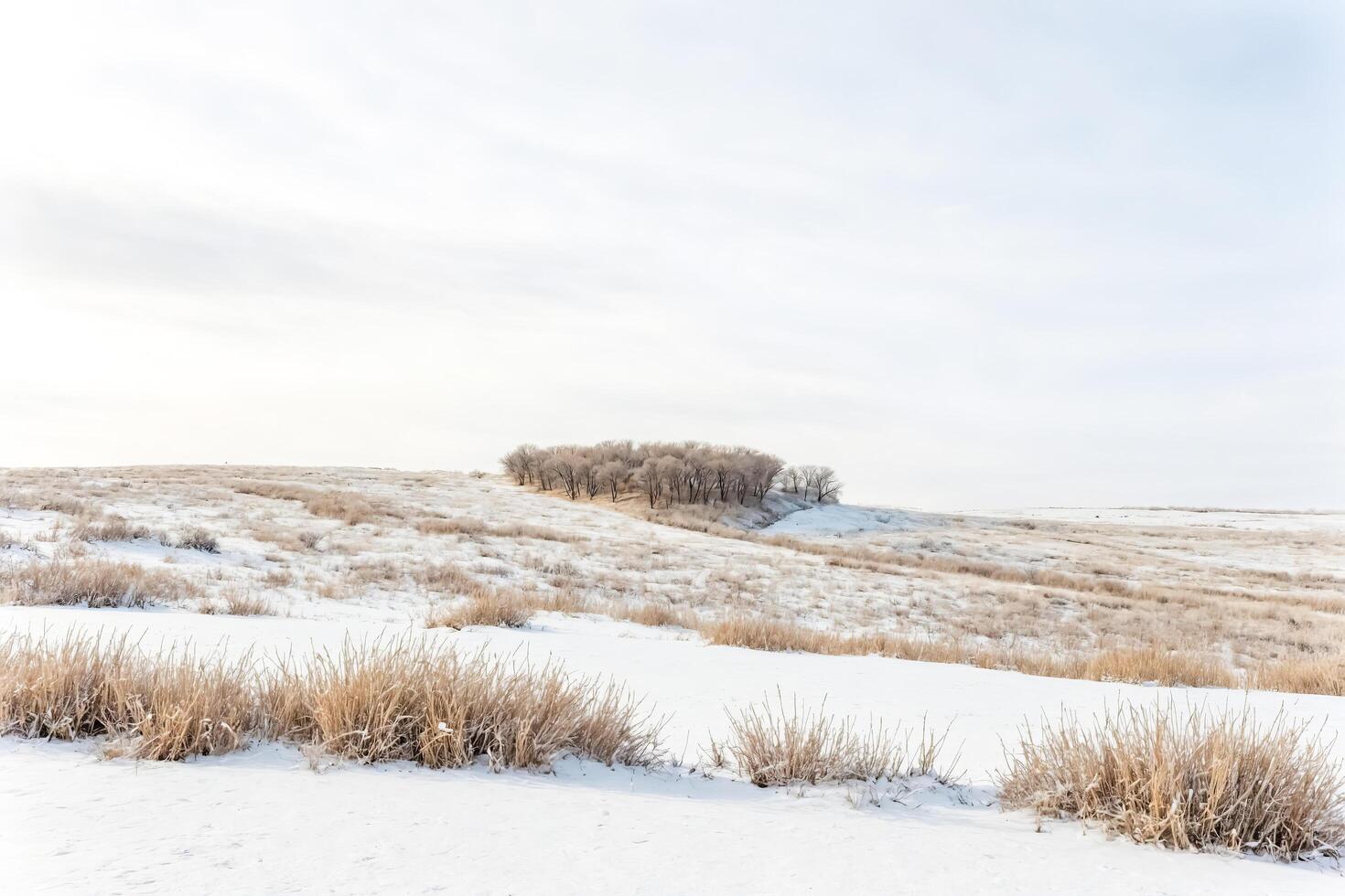 Winter Landscape with Frosted Grass and Trees in the Distance photo