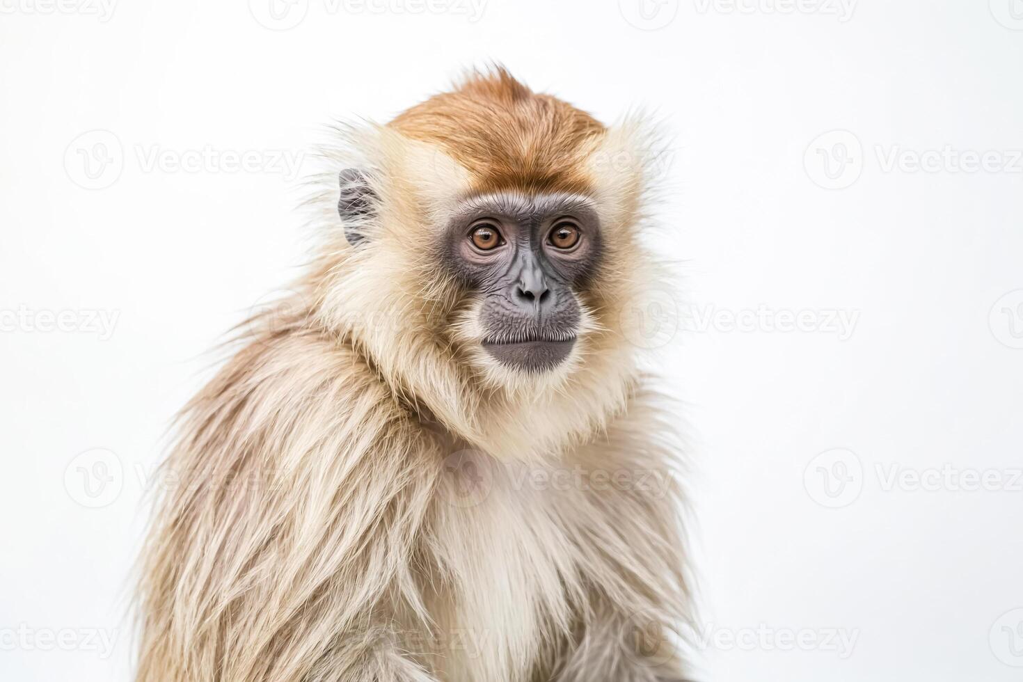 Closeup of a Javan Langur's Face photo