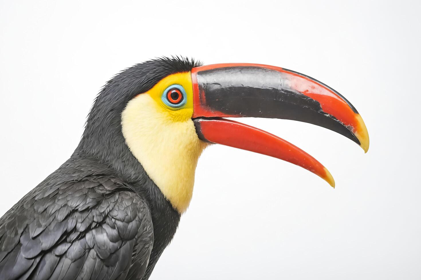 Close-up of a Toucan's Head photo