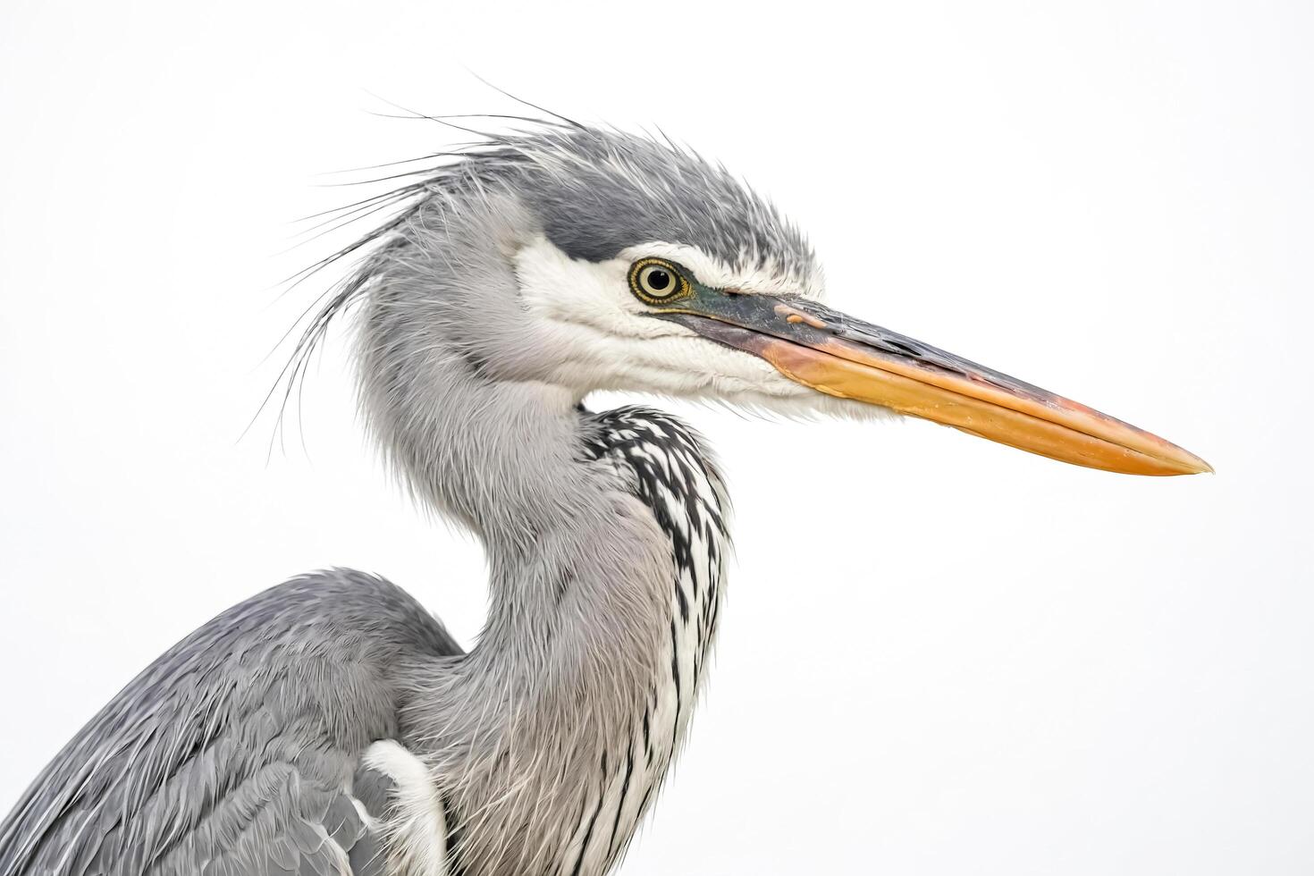 Grey Heron Portrait with a White Background photo