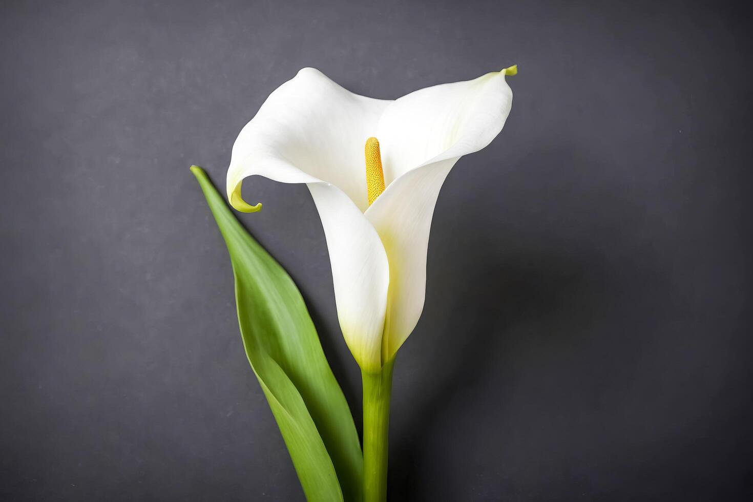 Single White Calla Lily on a Dark Background photo