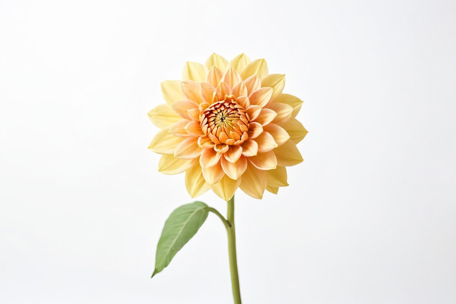 Single Yellow Dahlia Flower on White Background photo