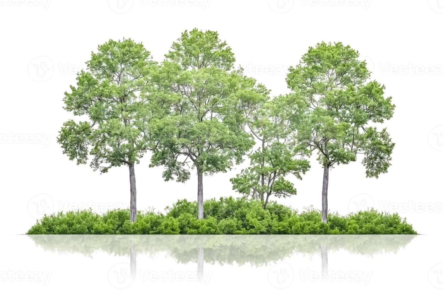 Green Trees With Reflection On White Background photo