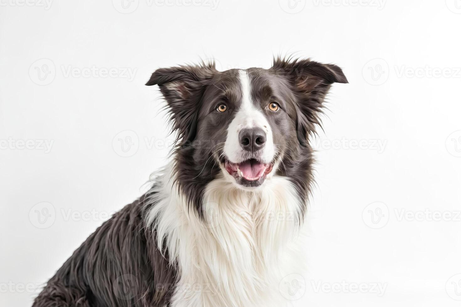 Happy Border Collie with a Big Smile photo
