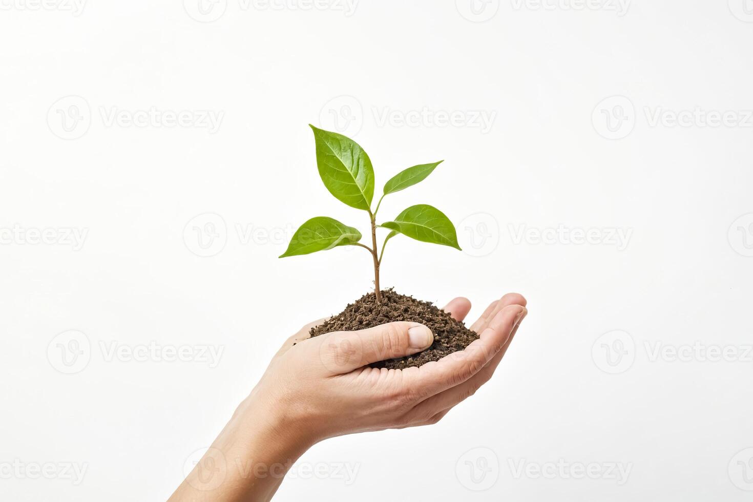 Hand Holding a Small Plant Sprouting from Soil photo