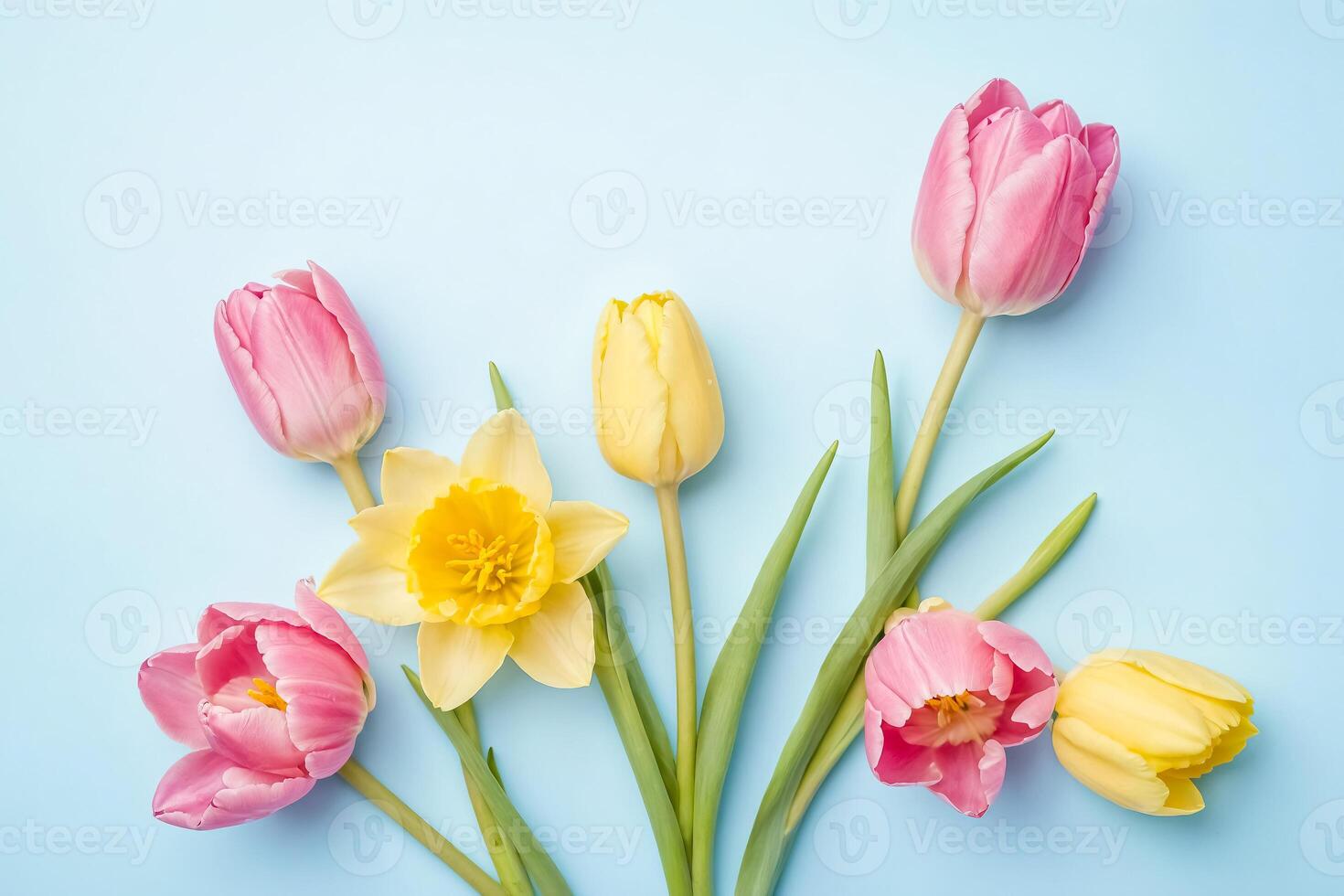 Pink and Yellow Tulips and Daffodil on Blue Background photo