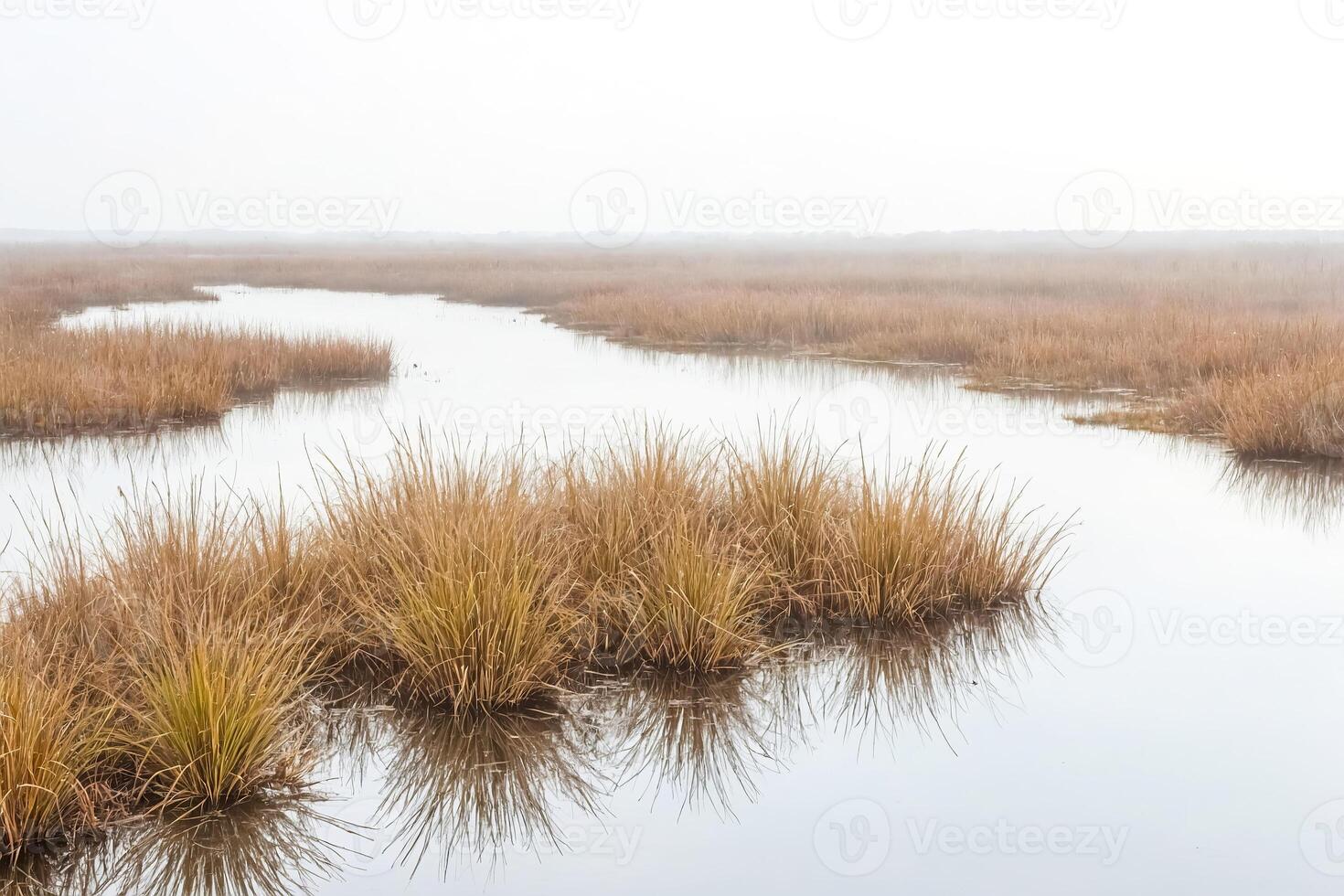 Foggy Marsh with Grass Reflection photo