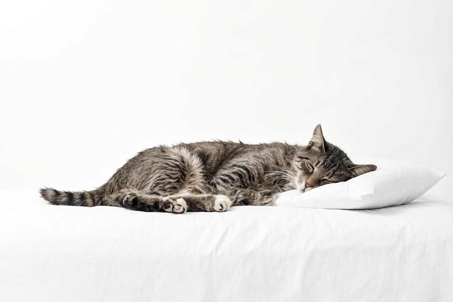 Sleeping Tabby Cat on White Bedding photo