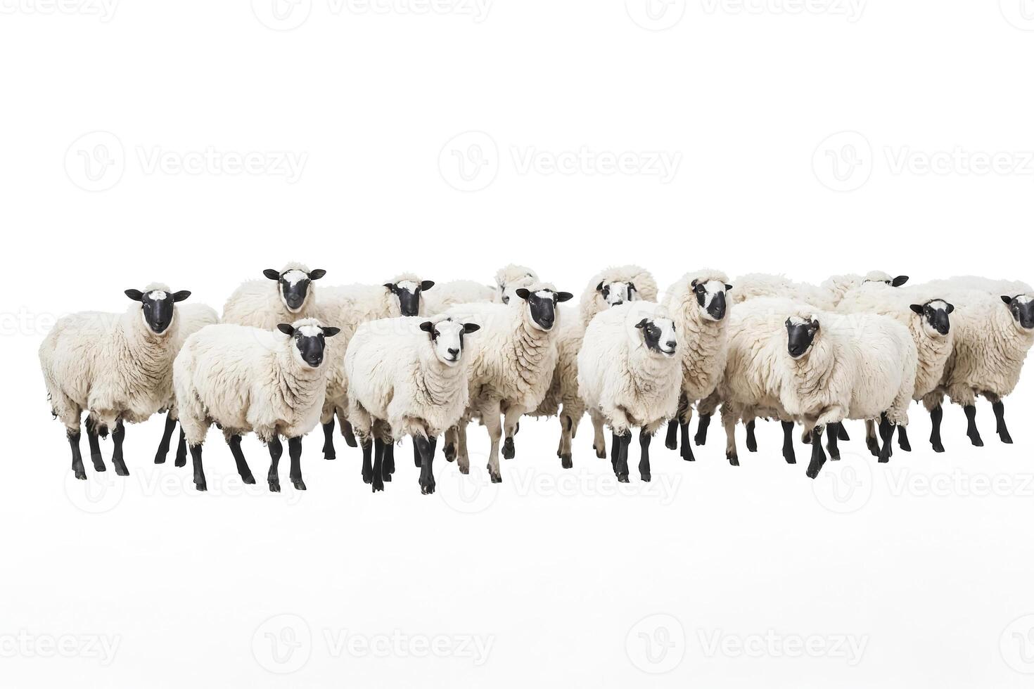 Flock of Sheep Isolated on White photo