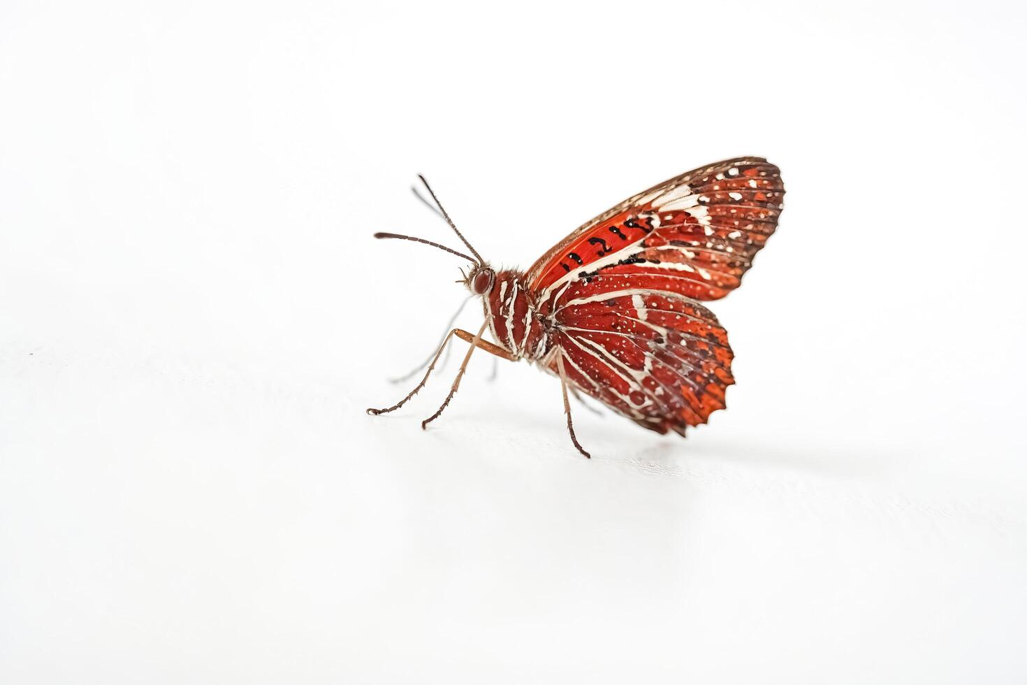 Macro Photography of a Red and White Butterfly on a White Background photo