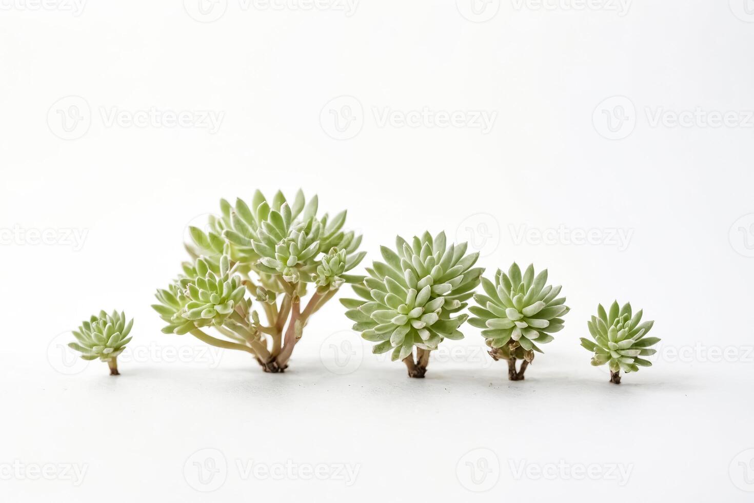 Succulents In A Row On White Background photo