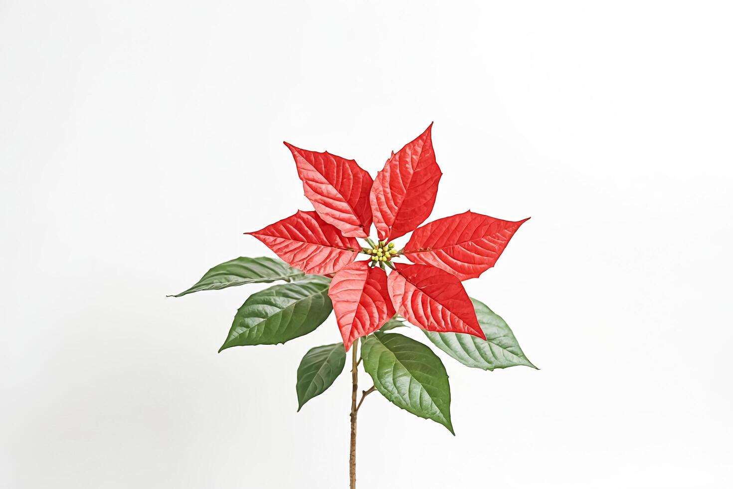 Red Poinsettia Flower on a White Background photo