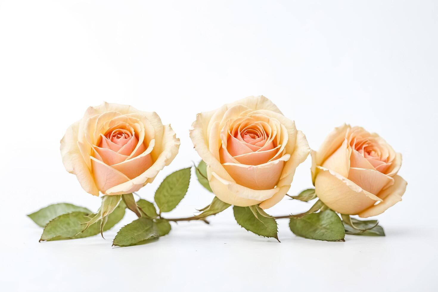 Three Peach Roses on White Background photo