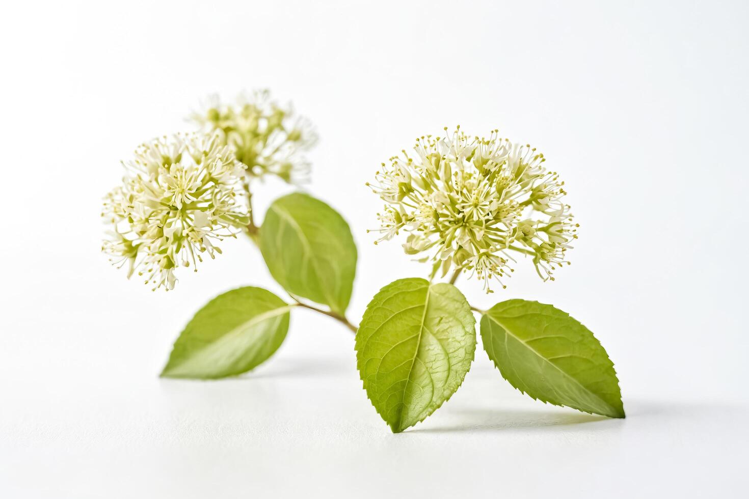 White Flowers with Green Leaves on White Background photo
