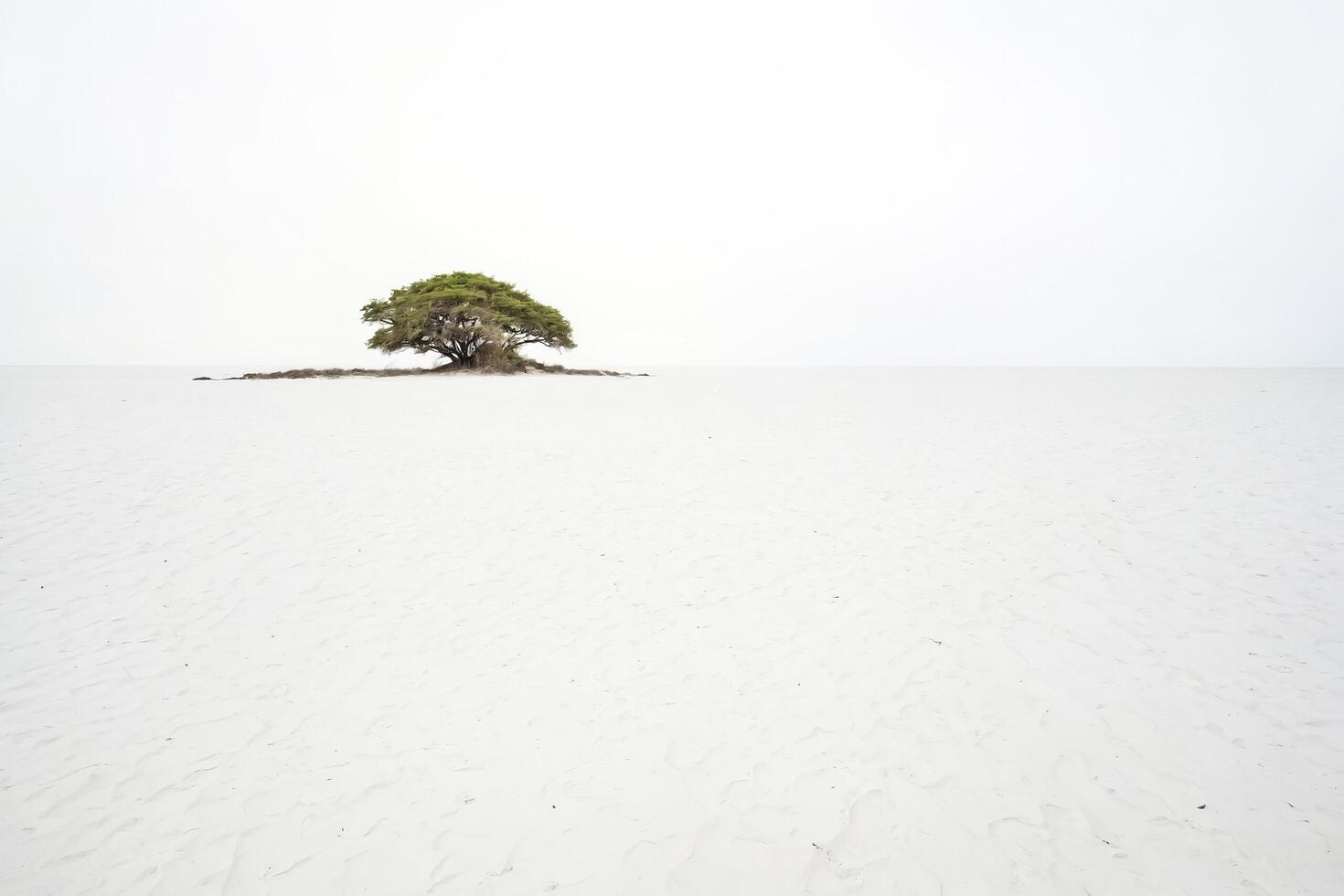 Single tree on a white sand beach photo