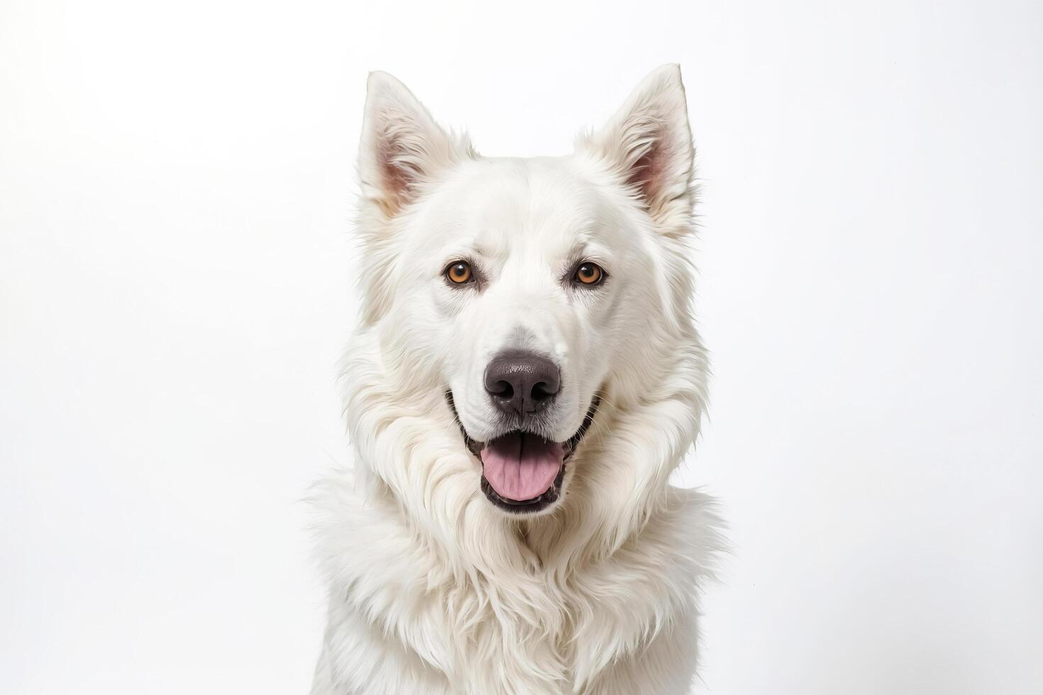 White Dog With Tongue Out photo
