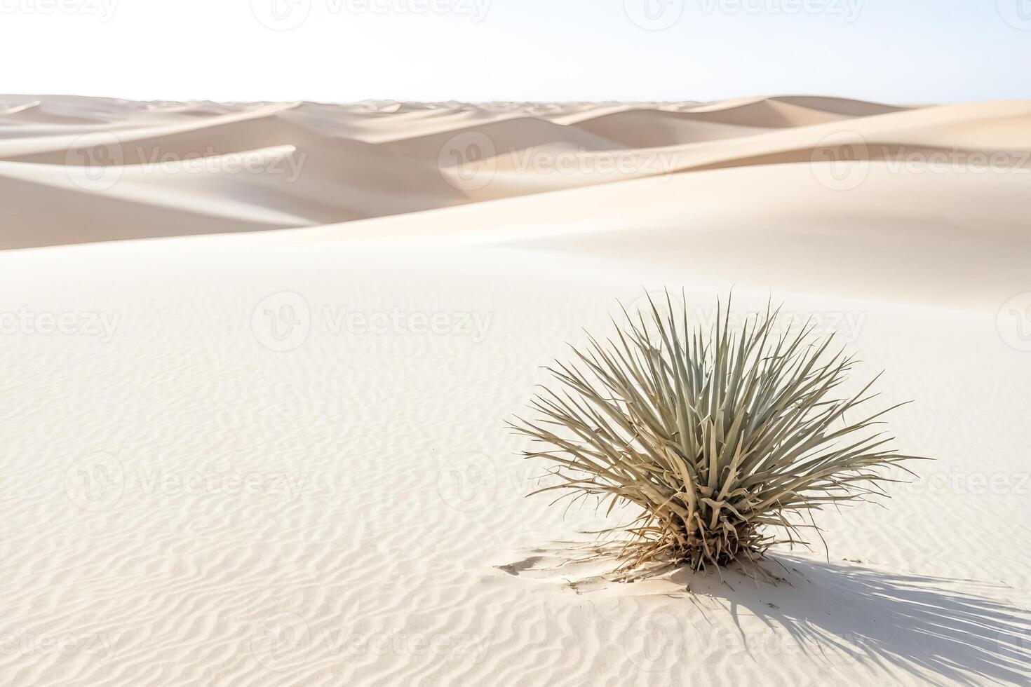 Lonely Plant in White Sand Dunes photo