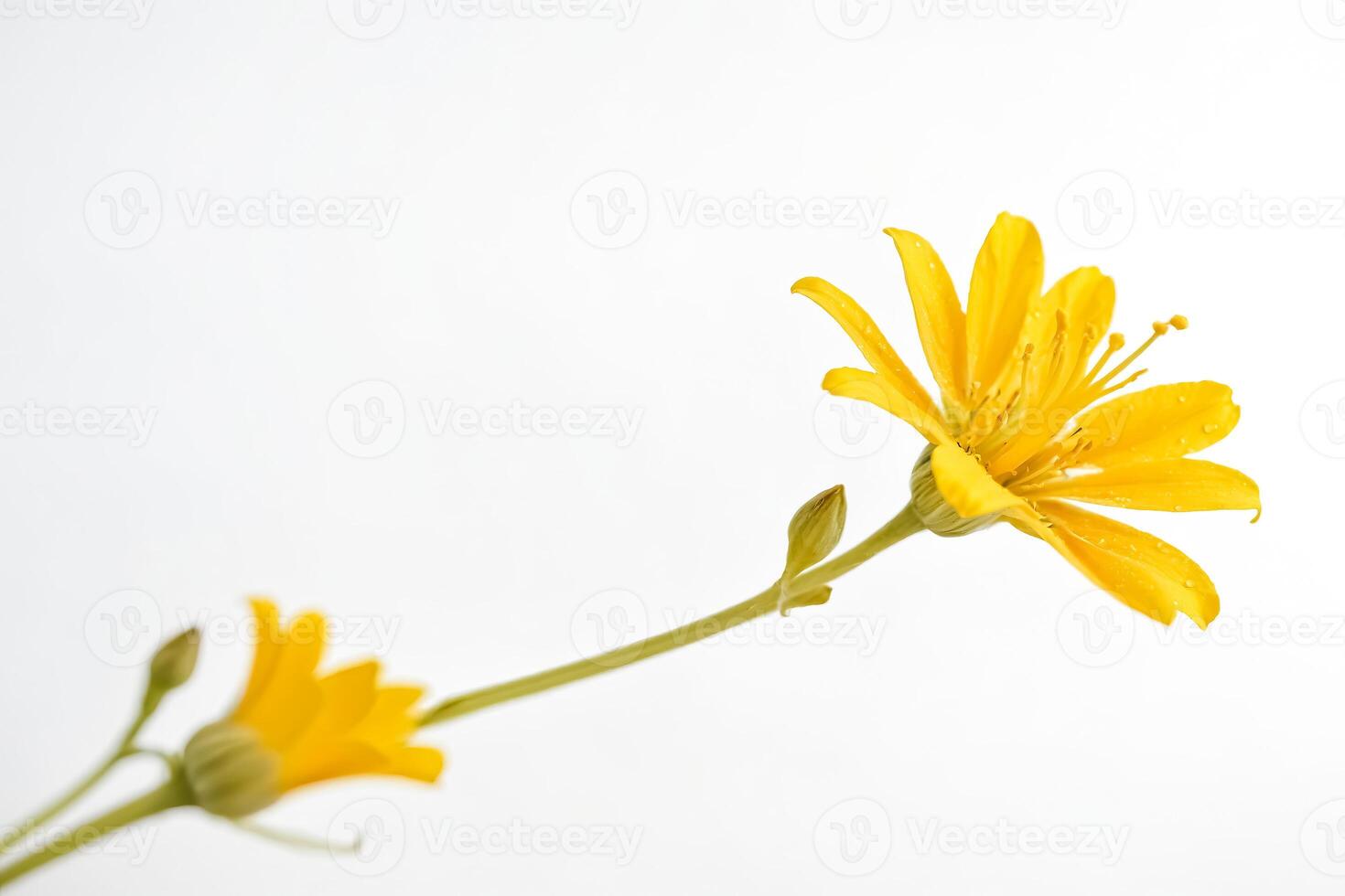 Single Yellow Flower on White Background photo