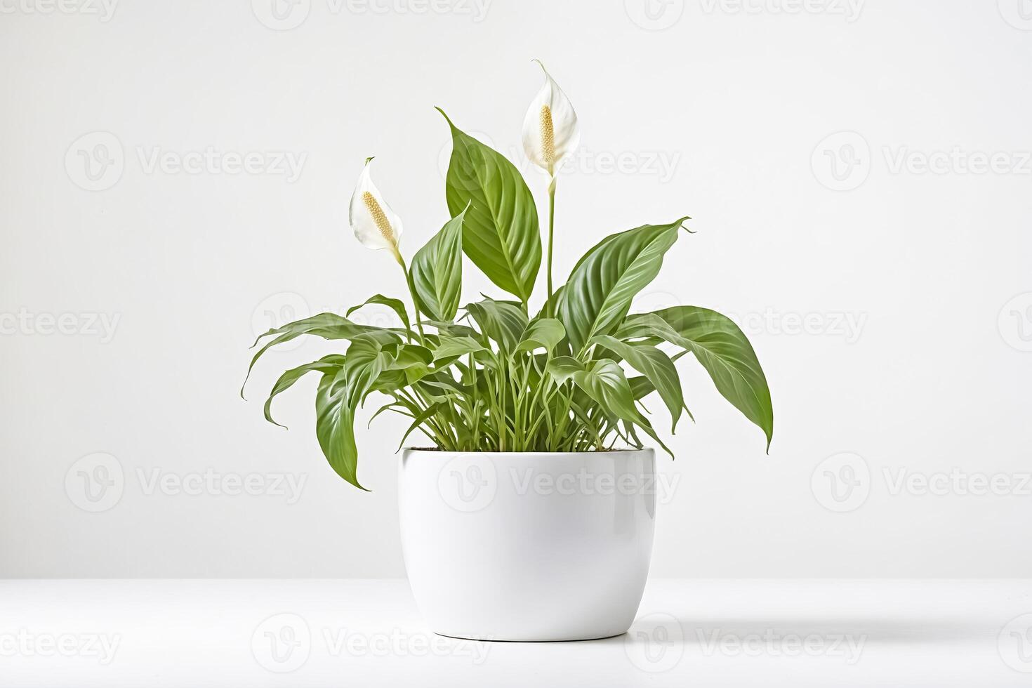 White Peace Lily Plant In A White Pot On A White Surface photo