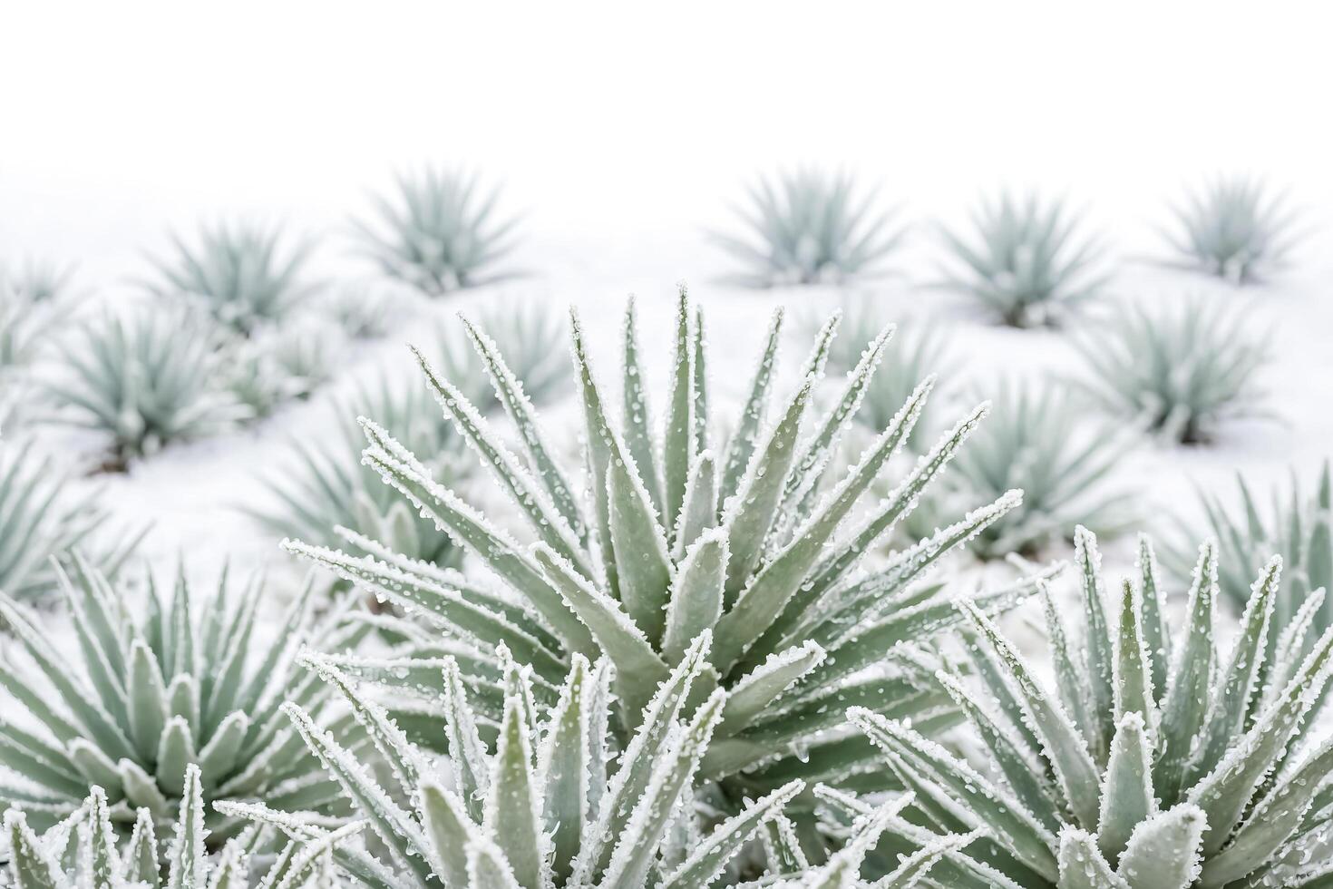 Frozen Aloe Vera Plant photo