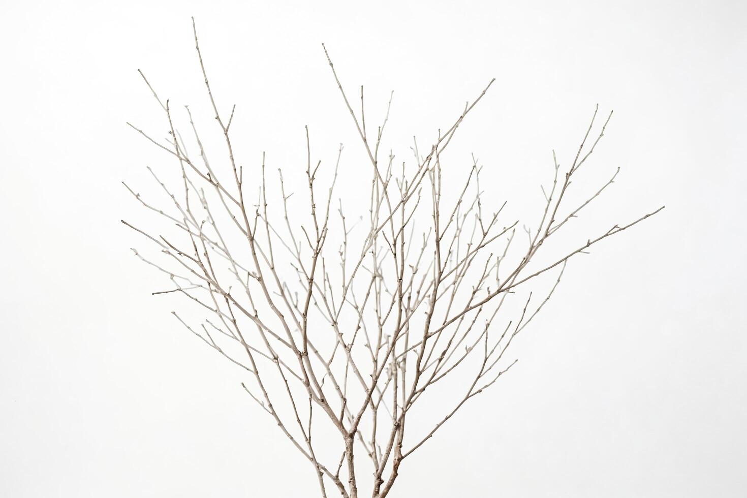 Dried branches on white background photo