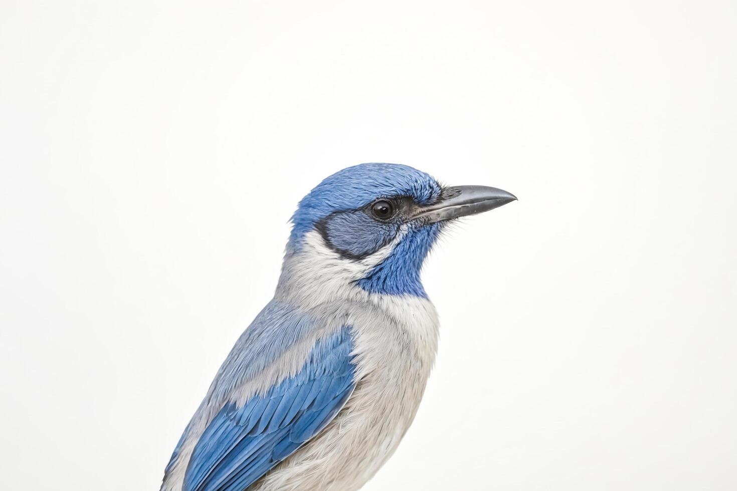 Blue Jay Portrait photo