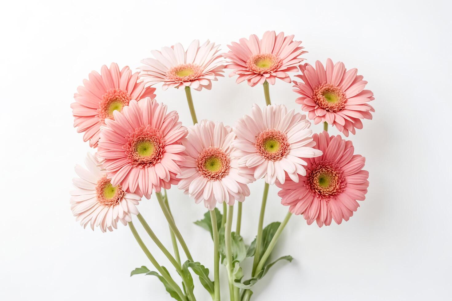 Pink Gerbera Daisies Bouquet on White Background photo