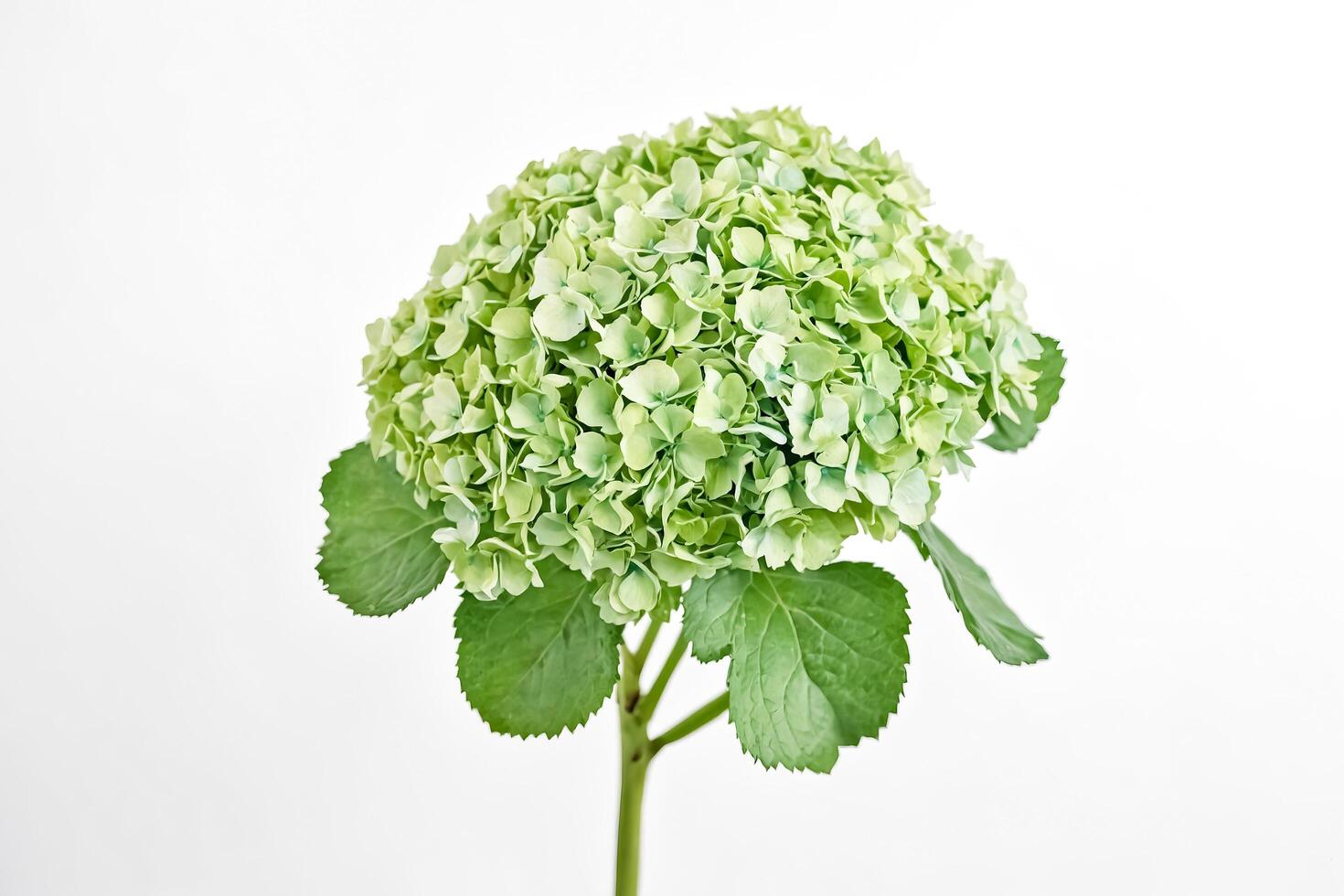 Green Hydrangea Flower Isolated on White Background photo