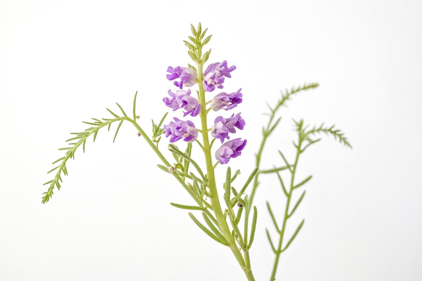 Purple Flowers with Green Stems on White Background photo