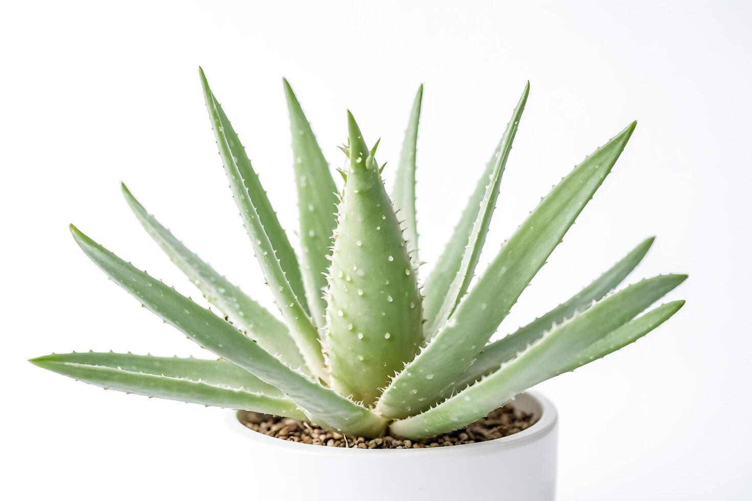 Closeup of Aloe Vera Plant in White Pot photo