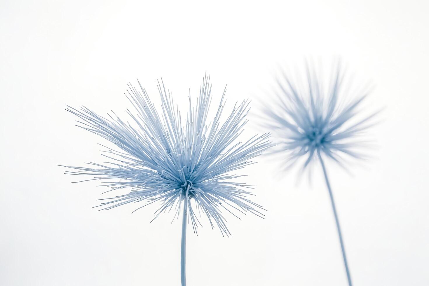 Abstract Closeup of Blue Flowers Against a White Background photo