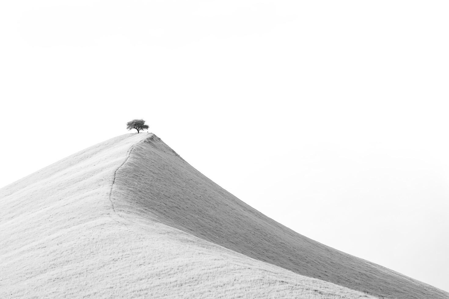 Lone Tree on a Hill photo